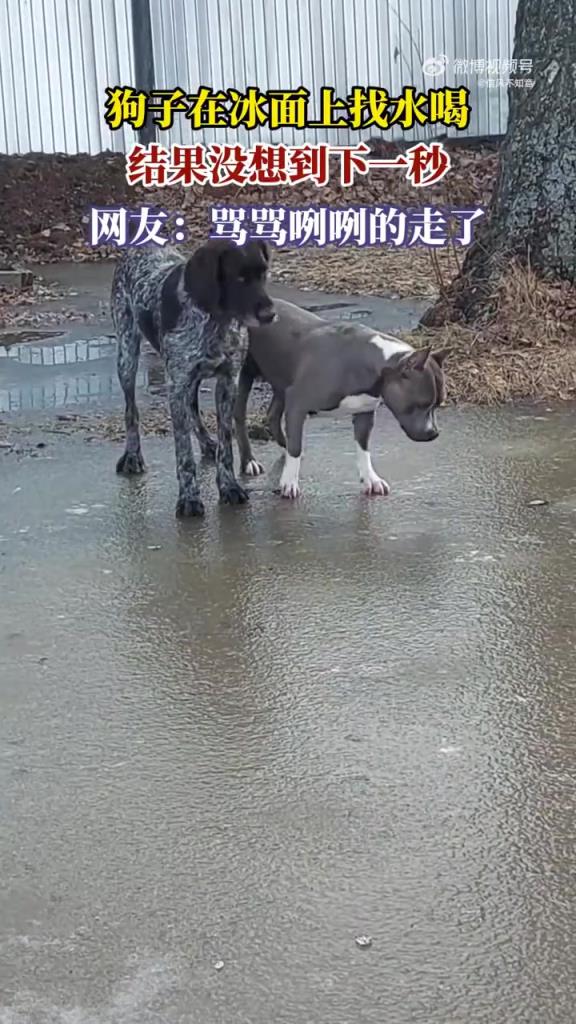 狗子在冰面上找水喝，结果没想到下一秒