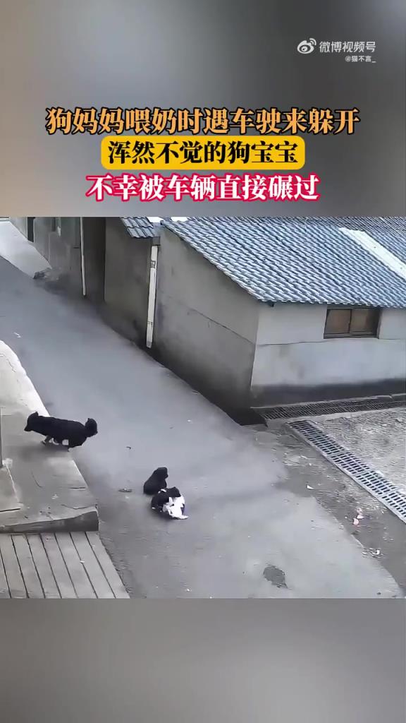 狗媽媽喂奶時遇車駛來躲開，渾然不覺的狗寶寶，被車輛直接碾過