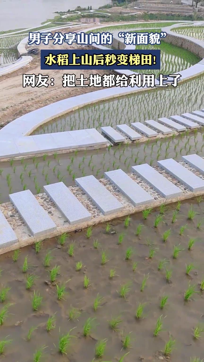 男子分享山間的“新面貌”，水稻上山后秒變梯田??！