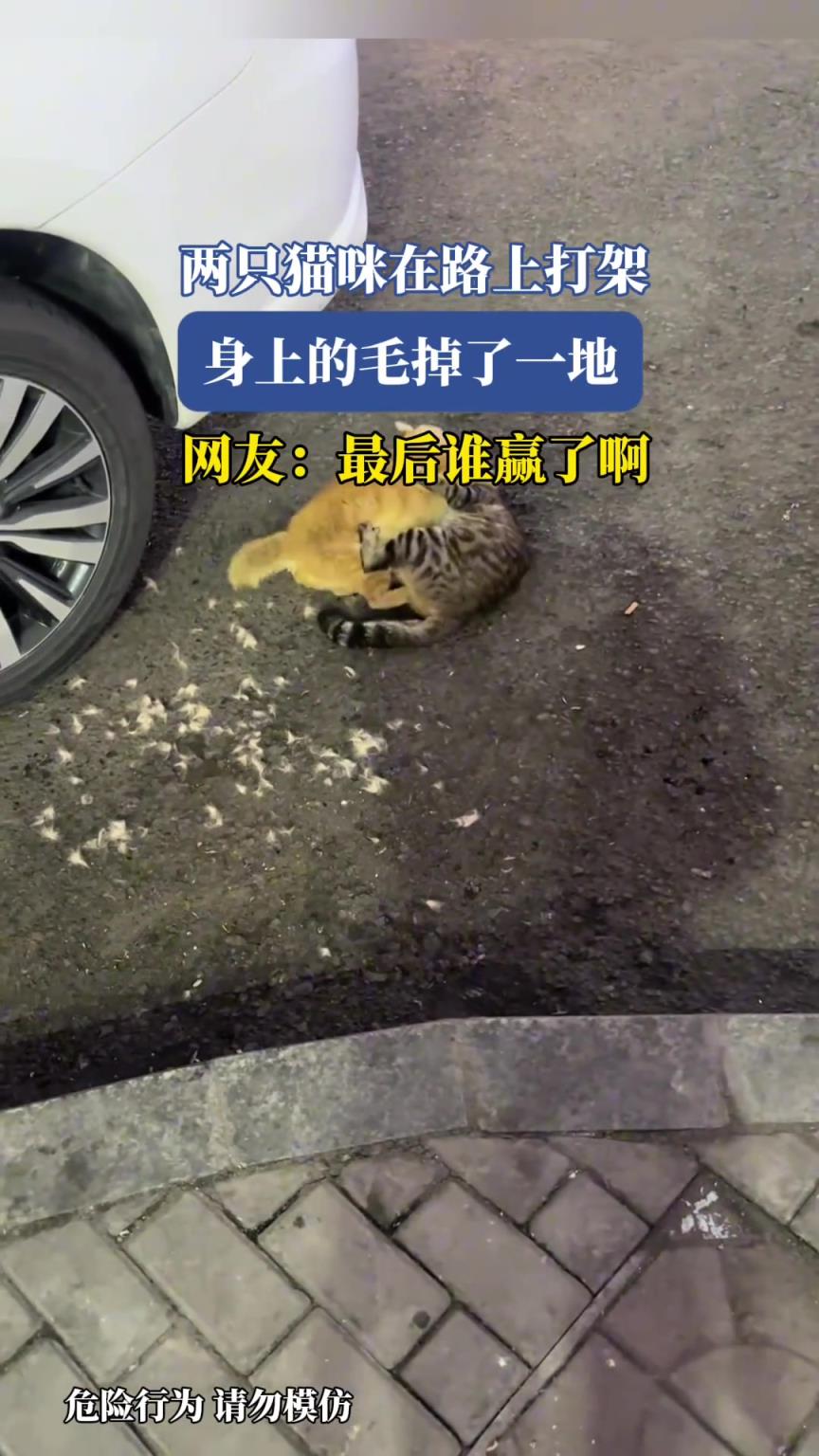 兩只貓咪在路上打架，身上的毛掉了一地