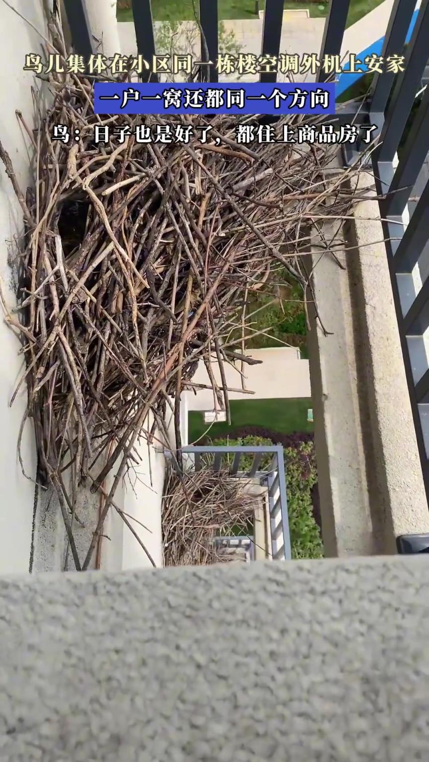 鸟儿集体在小区同一栋楼空调外机上安家，一户一窝还都同一个方向