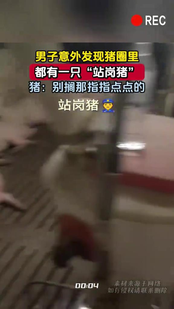 男子意外发现猪圈里,都有一只“站岗猪”