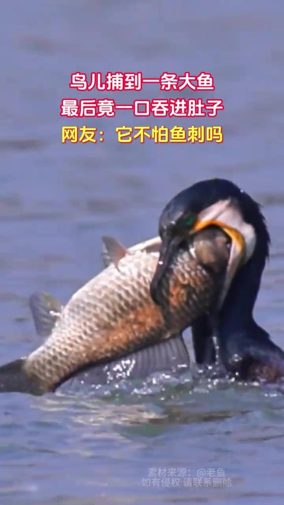 鸟儿捕到一条大鱼 最后竟一口吞进肚子