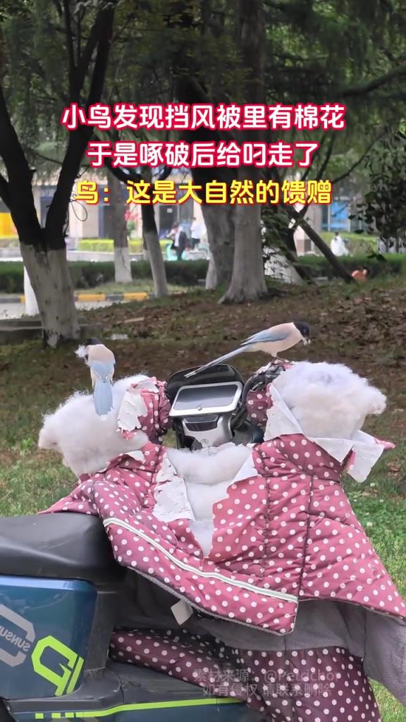 小鸟发现挡风被里有棉花 于是啄破后给叼走了