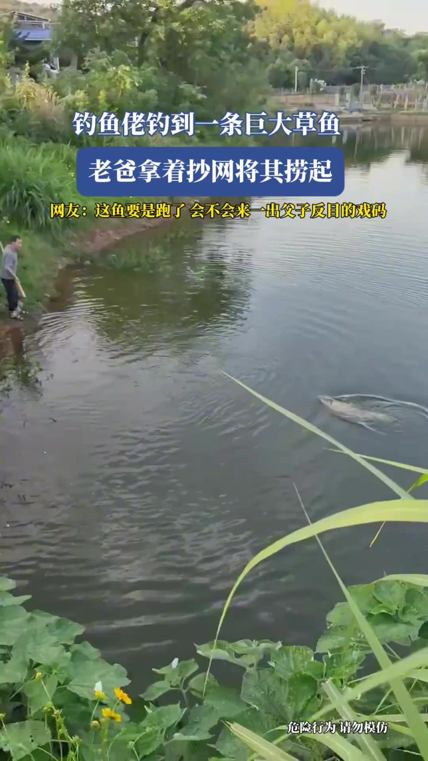 钓鱼佬钓到一条巨大草鱼，老爸拿着抄网将其捞起