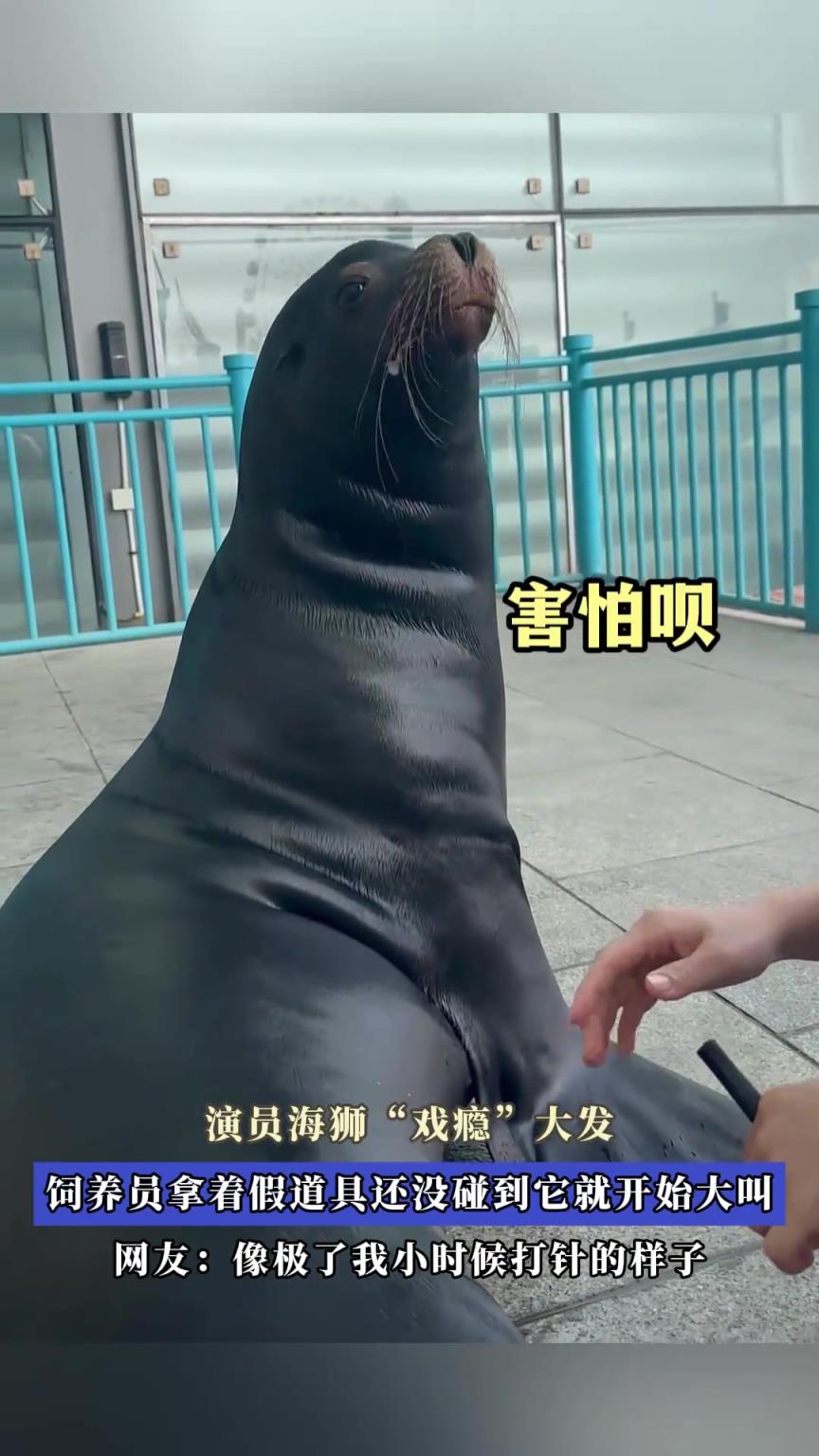 演员海狮“戏瘾”大发，饲养员拿着假道具还没碰到它就开始大叫