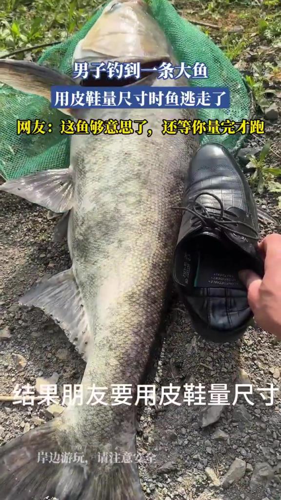 男子釣到一條大魚(yú)，用皮鞋量尺寸時(shí)魚(yú)逃走了