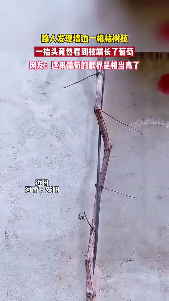 在墙边发现了一根枯树枝，一抬头竟然看到长了葡萄！