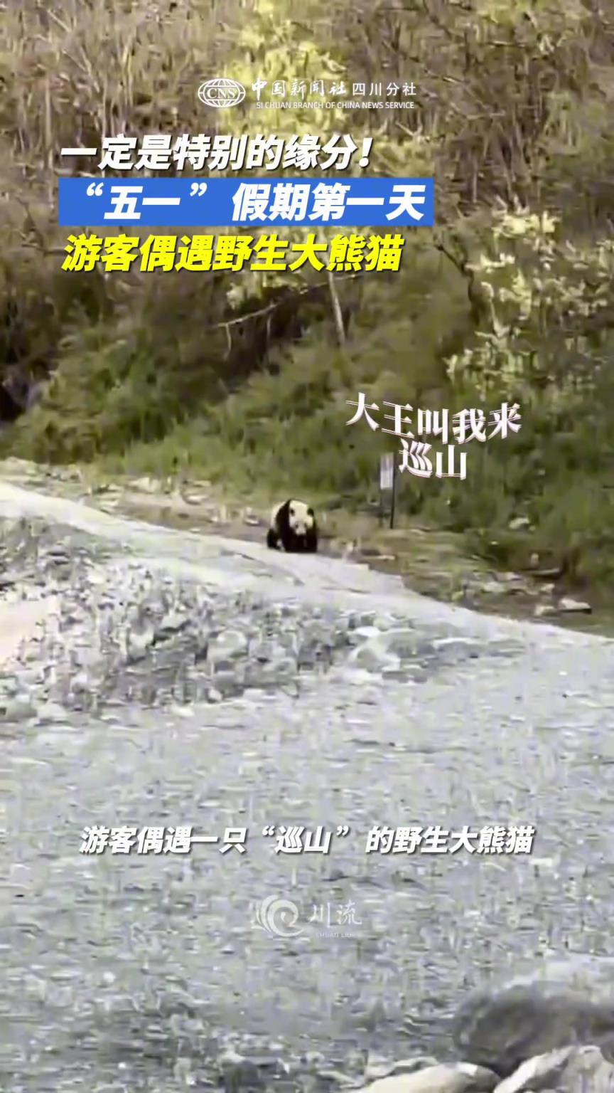 “五一”假期第一天，游客偶遇“巡山”野生大熊猫。