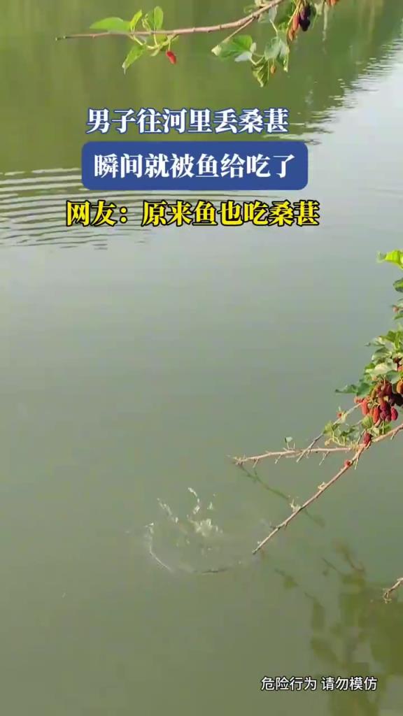 男子往河里丟桑葚，瞬間就被魚(yú)給吃了