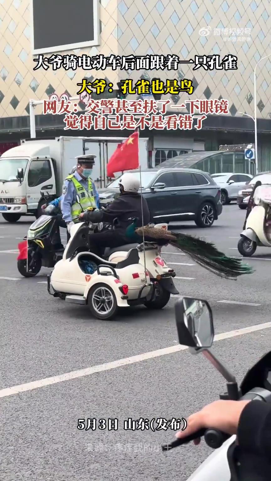 大爷骑电动车后面跟着一只孔雀，大爷：孔雀也是鸟！！！