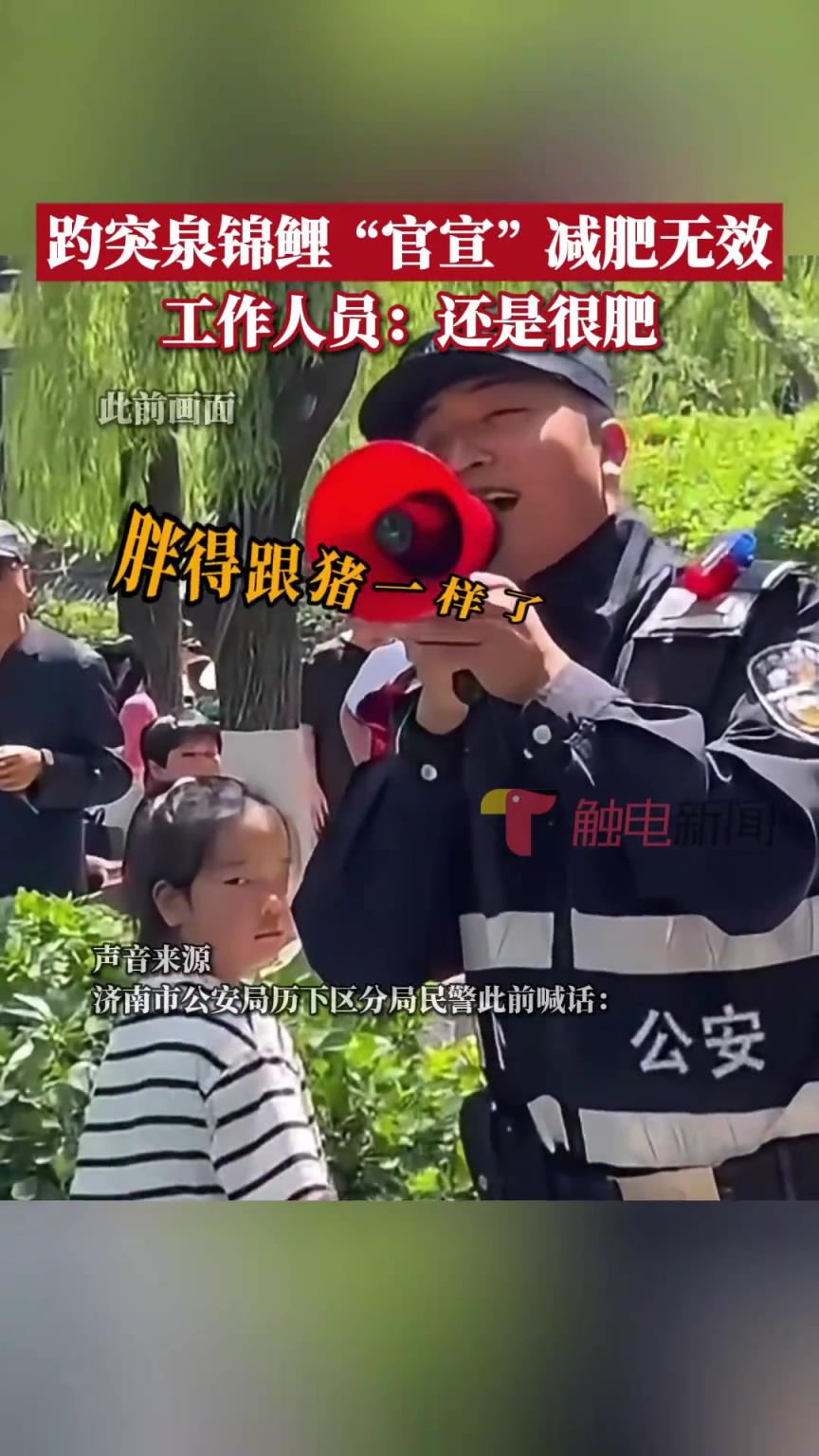 工作人員介紹，目前錦鯉減肥還未成功