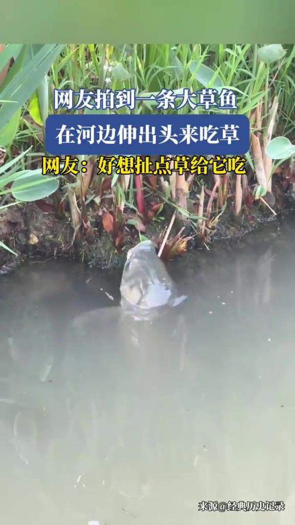網(wǎng)友拍到一條大草魚(yú)，在河邊伸出頭來(lái)吃草！