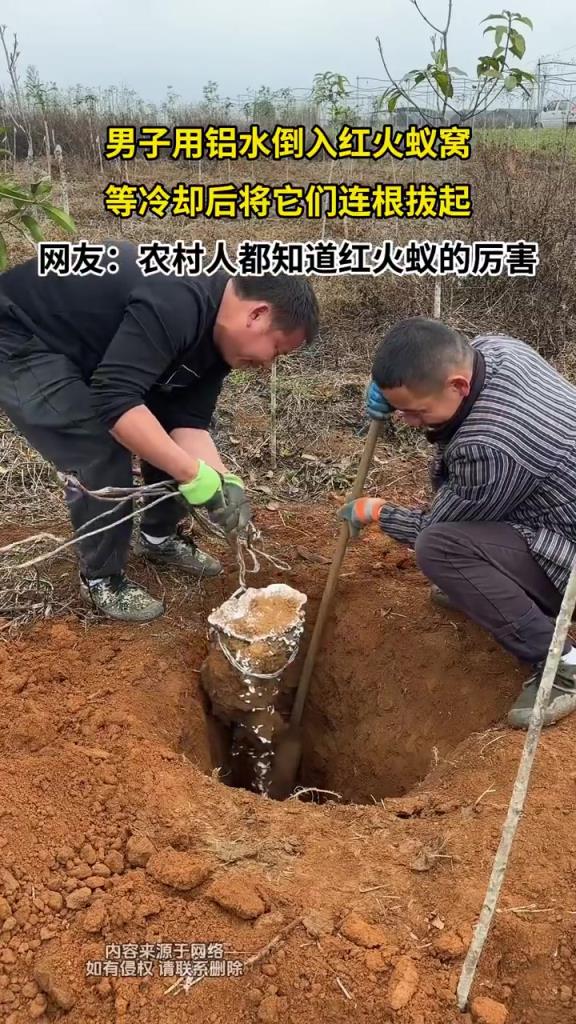 男子用鋁水倒入紅火蟻窩，等冷卻后將它們連根拔起