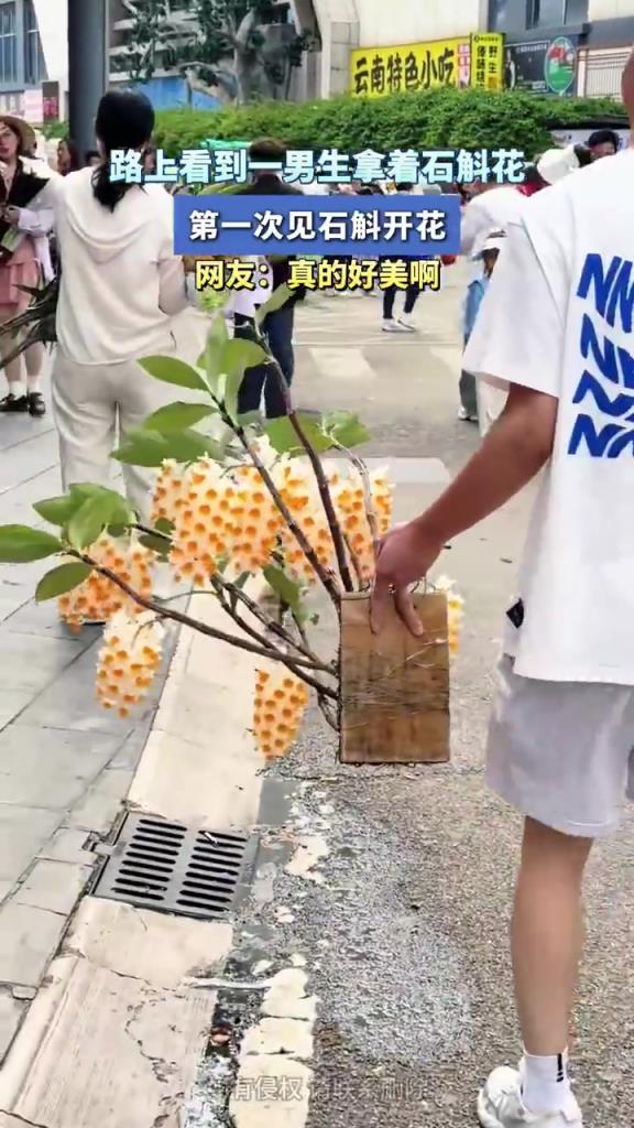 路上看到一男生拿著石斛花，第一次見(jiàn)石斛開(kāi)花