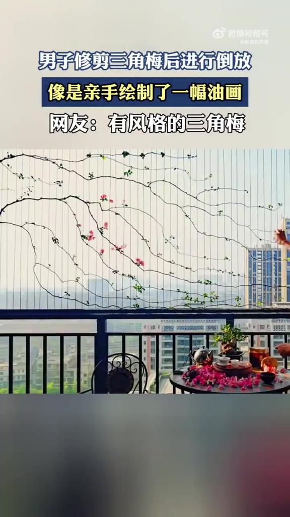 男子修剪三角梅后進(jìn)行倒放，像是親手繪制了一幅油畫(huà)！