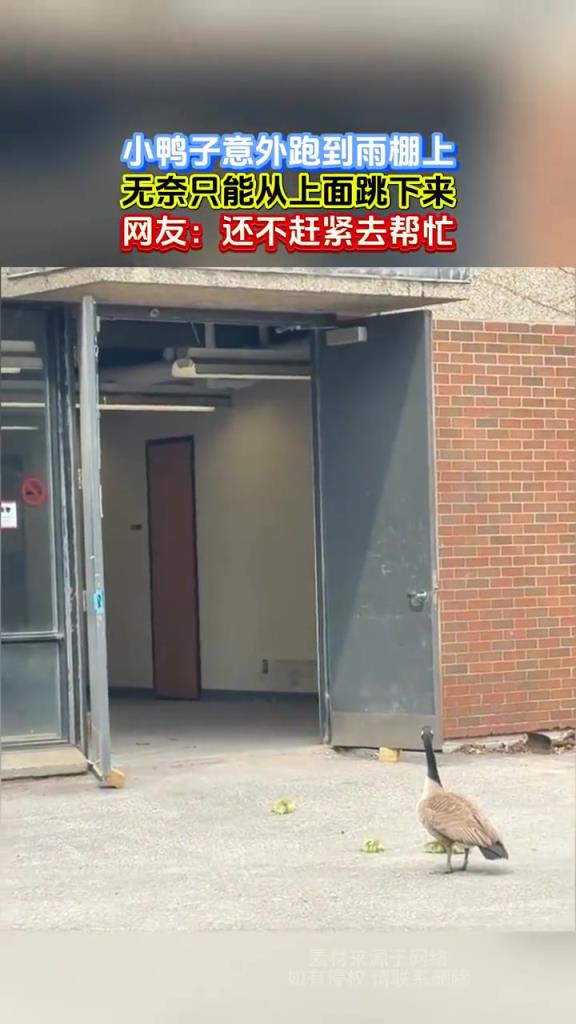 小鴨子意外跑到雨棚上，無(wú)奈只能從上面跳下來(lái)