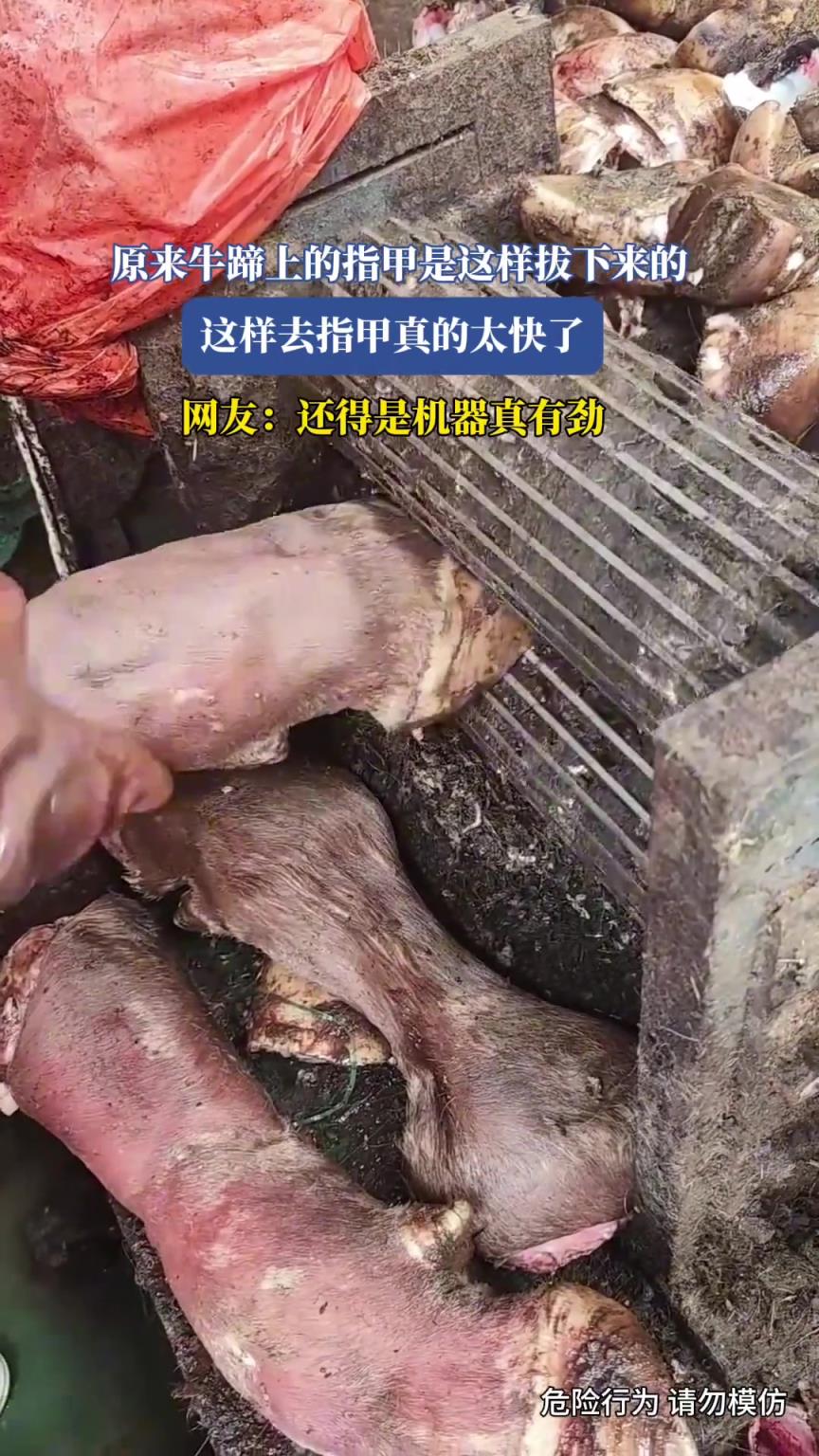 原來牛蹄上的指甲是這樣拔下來的，這樣去指甲真的太快了