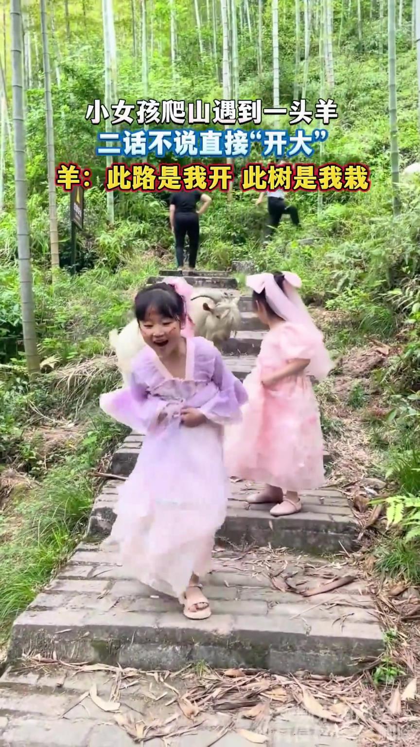 小女孩爬山遇到一頭羊，二話不說直接“開大”