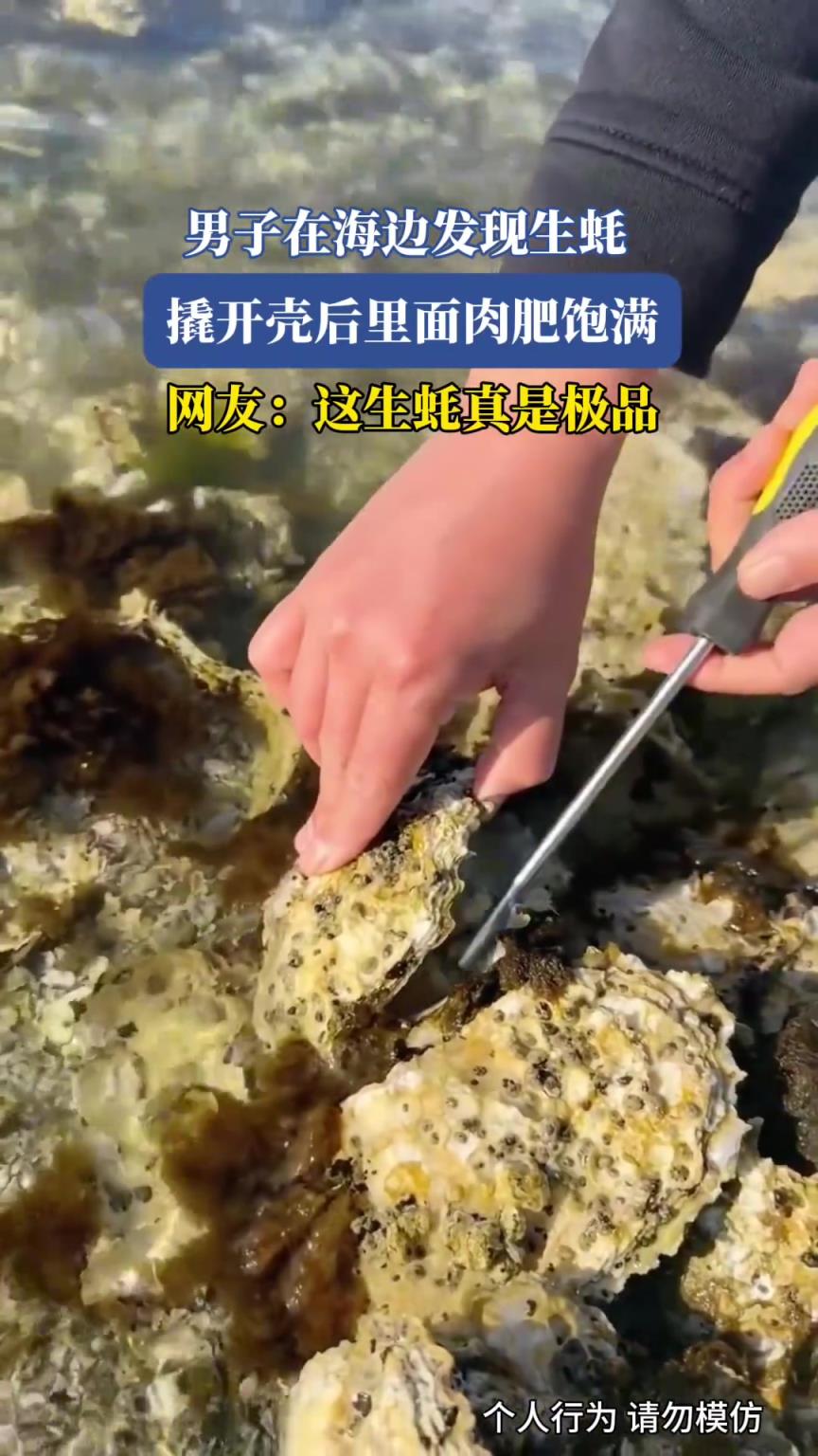 男子在海邊發(fā)現(xiàn)生蠔，撬開殼后里面肉肥飽滿