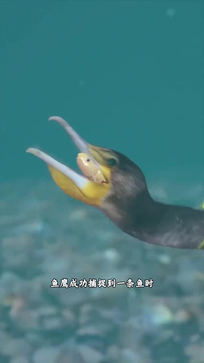 漁夫是如何通過魚鷹捕魚的？