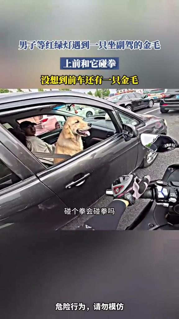 男子等紅綠燈遇到一只坐副駕的金毛 上前和它碰拳