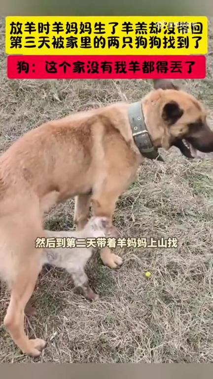 放羊时羊妈妈产羔未带回，第三天家中两狗寻到