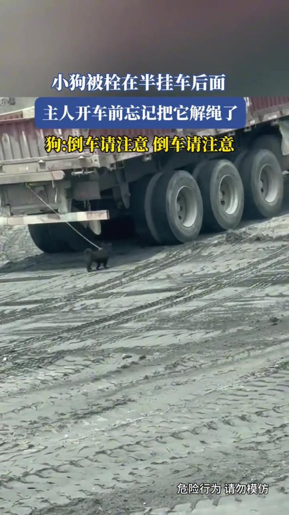 小狗被栓在半掛車后面,主人開車前忘記把它解繩了!!