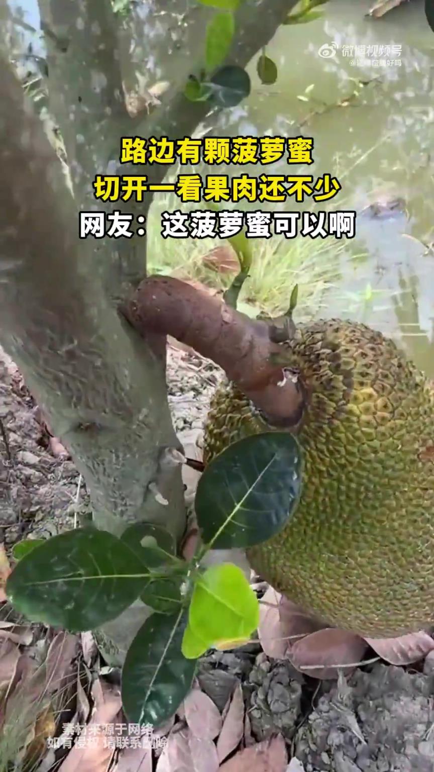 路邊有顆菠蘿蜜，切開一看果肉還不少，網友：這菠蘿蜜可以啊
