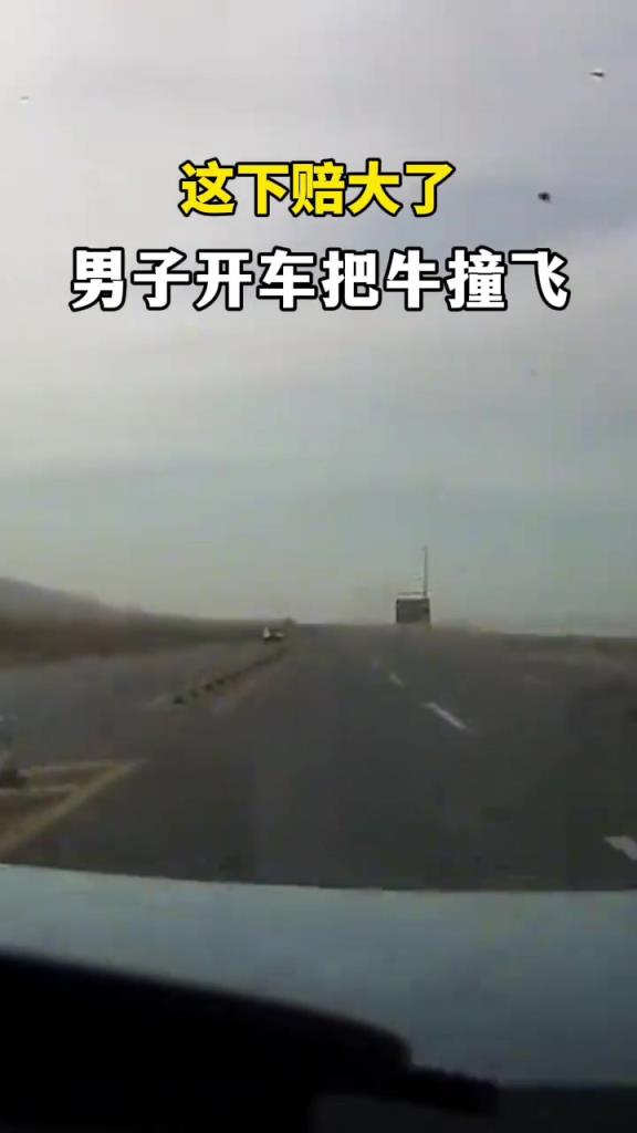 這下賠大了 男子開車把牛撞飛