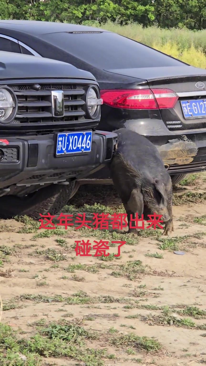 黑豬：撓你車是看得起你，別不知好歹