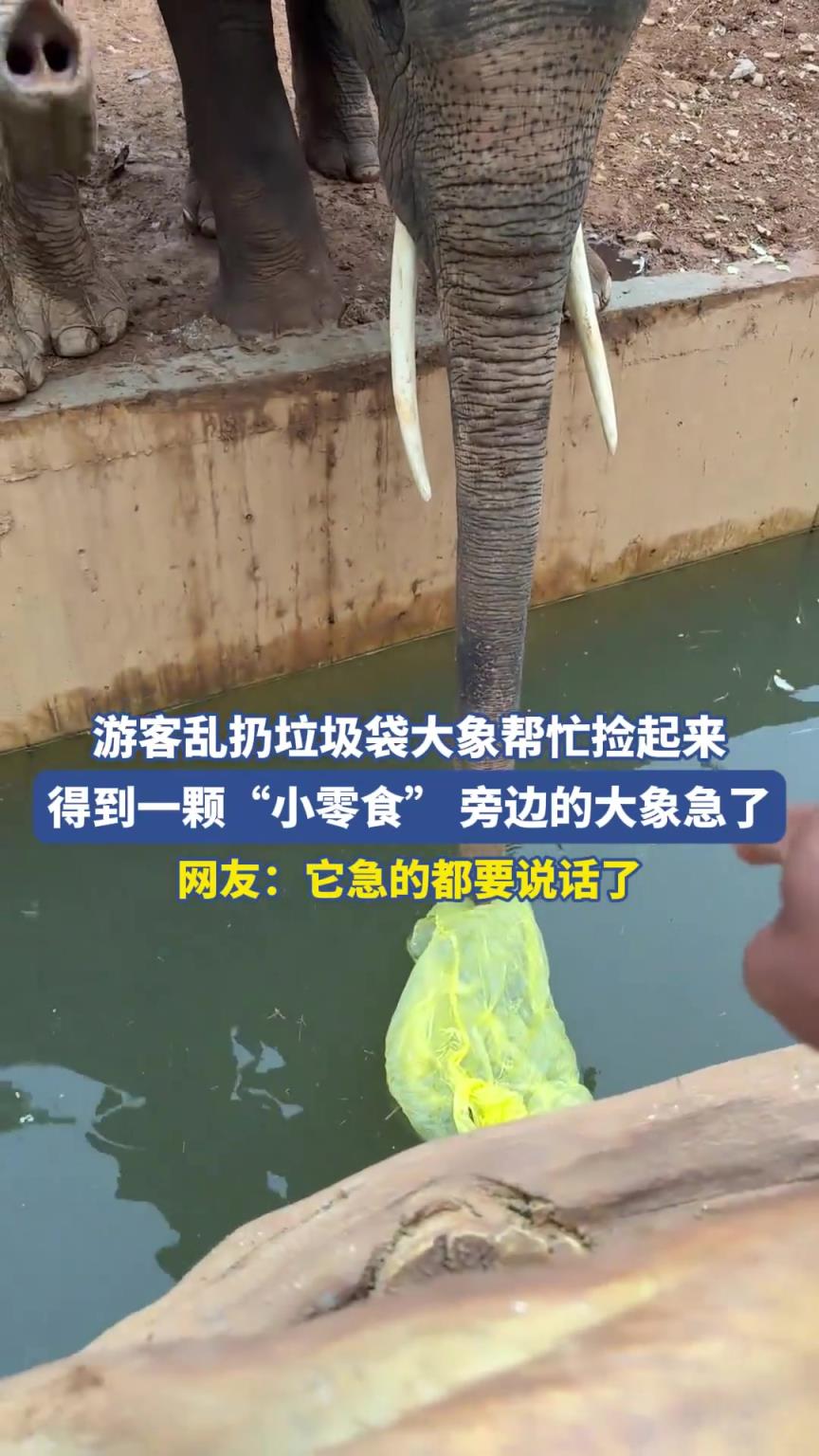 游客乱扔垃圾袋大象帮忙捡起来，得到一颗“小零食”
