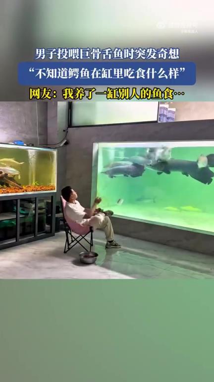 男子投喂巨骨舌鱼时突发奇想：想看鳄鱼缸里吃食