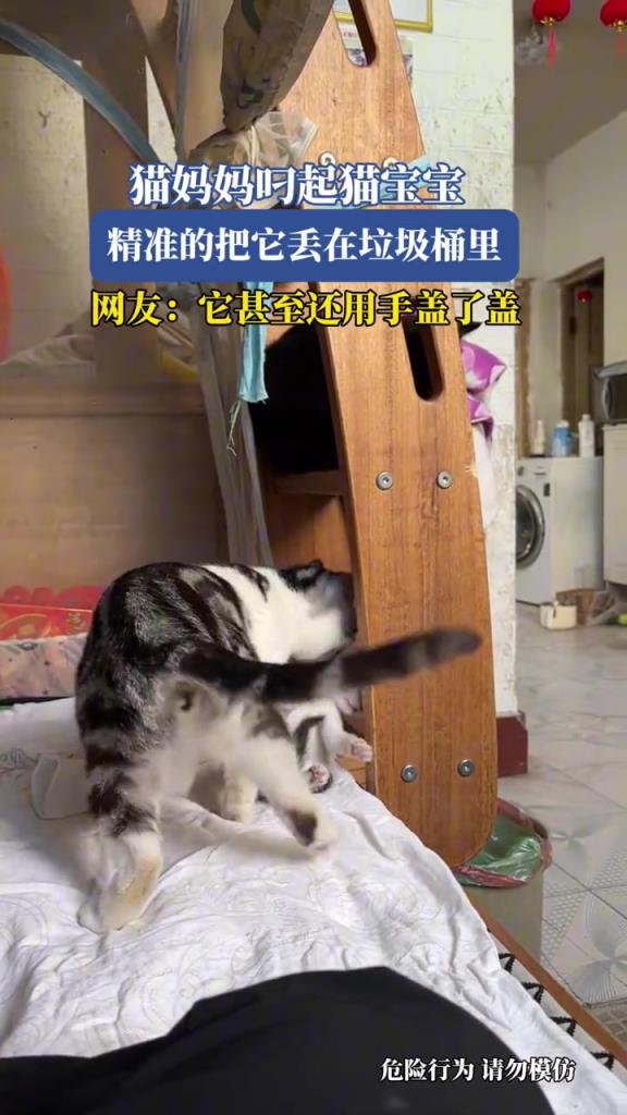 猫妈妈叼起猫宝宝,精准的把它丢在垃圾桶里!