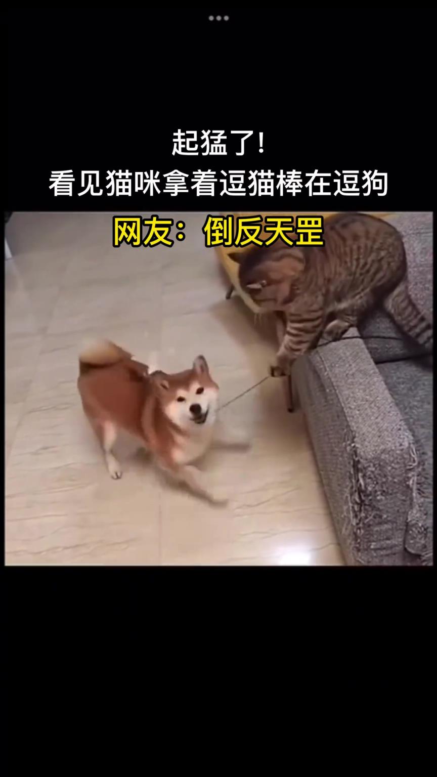 猫：今天没事逗个狗玩