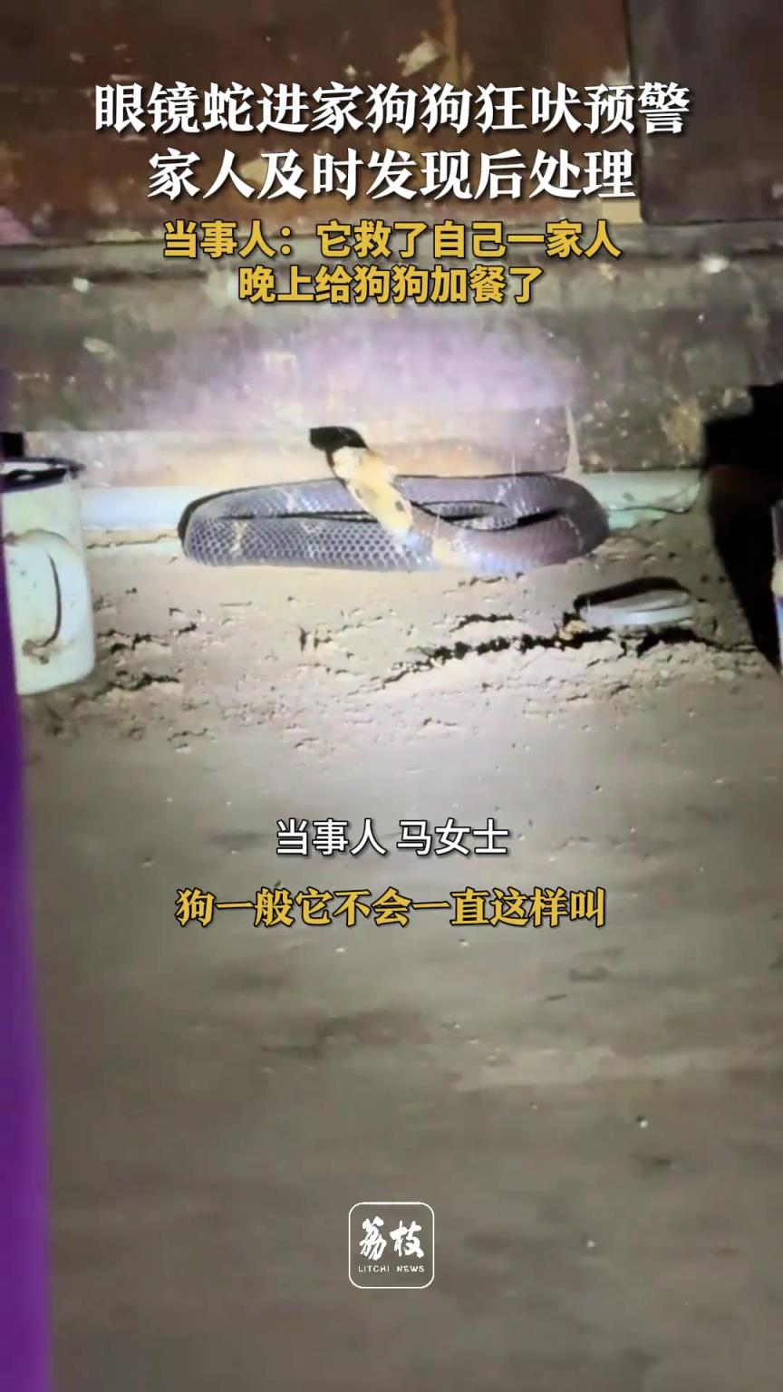 眼鏡蛇進家狗狗狂吠預警 家人及時發現后處理