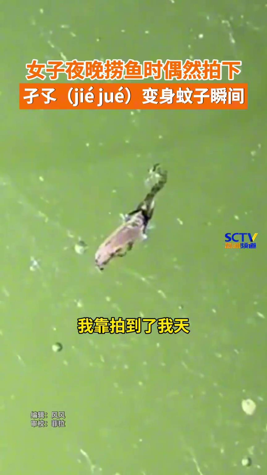 女子夜晚撈魚時，偶然間拍下孑孓羽化成蚊過程。