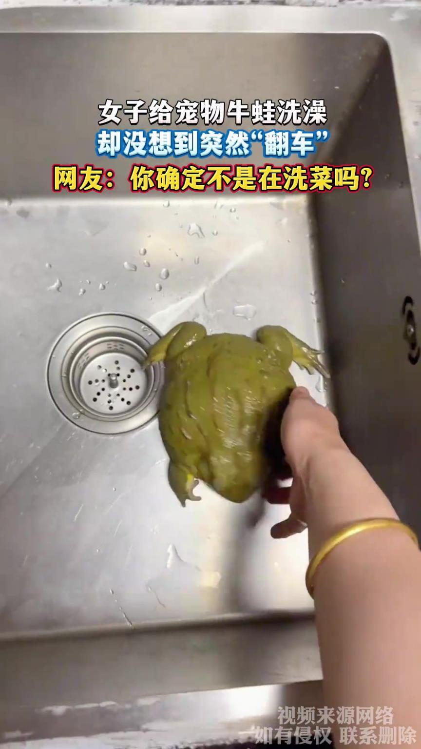 女子给宠物牛蛙洗澡，却没想到突然“翻车”