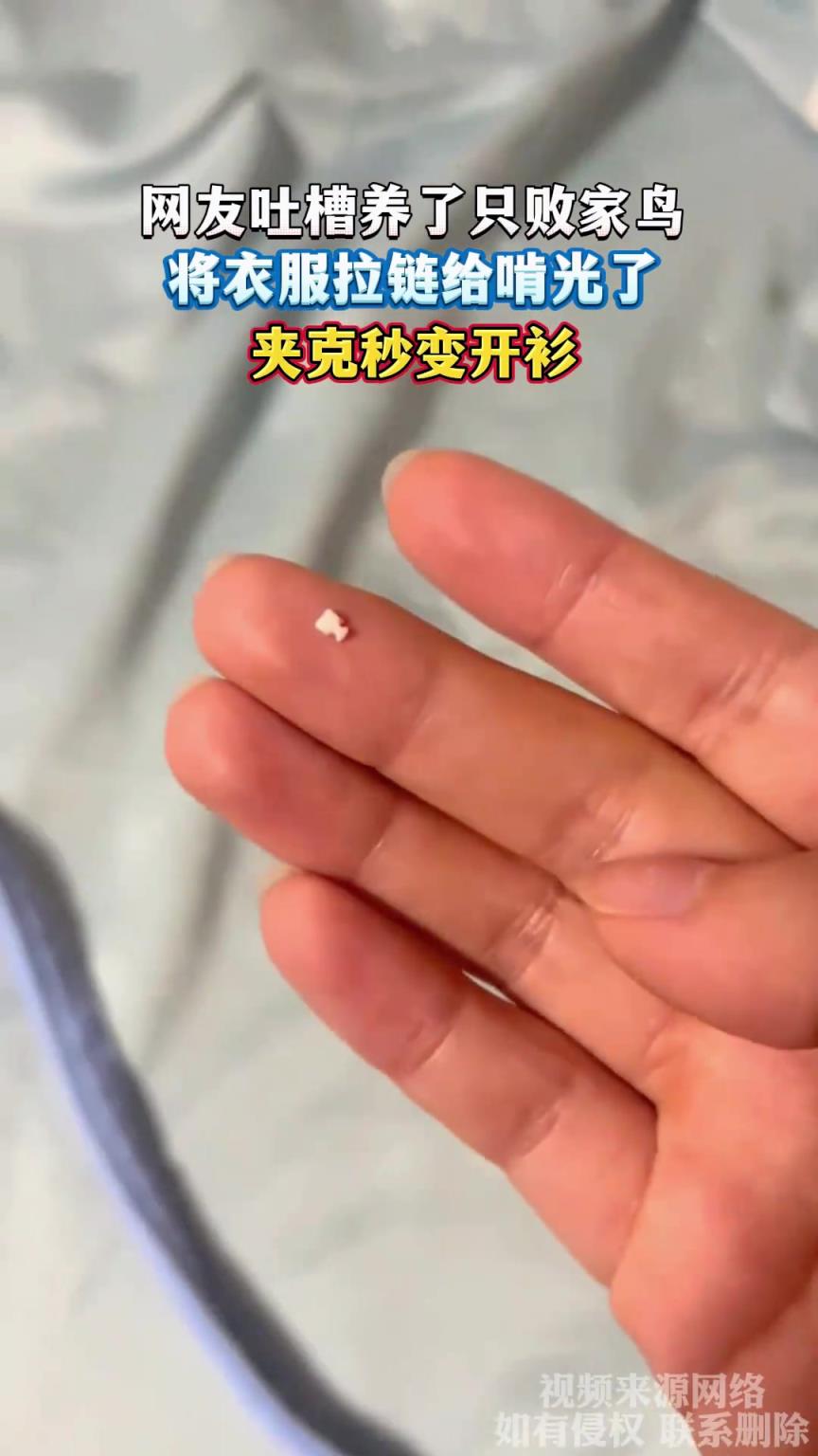 网友吐槽养了只败家鸟，将衣服拉链给啃光了，夹克秒变开衫