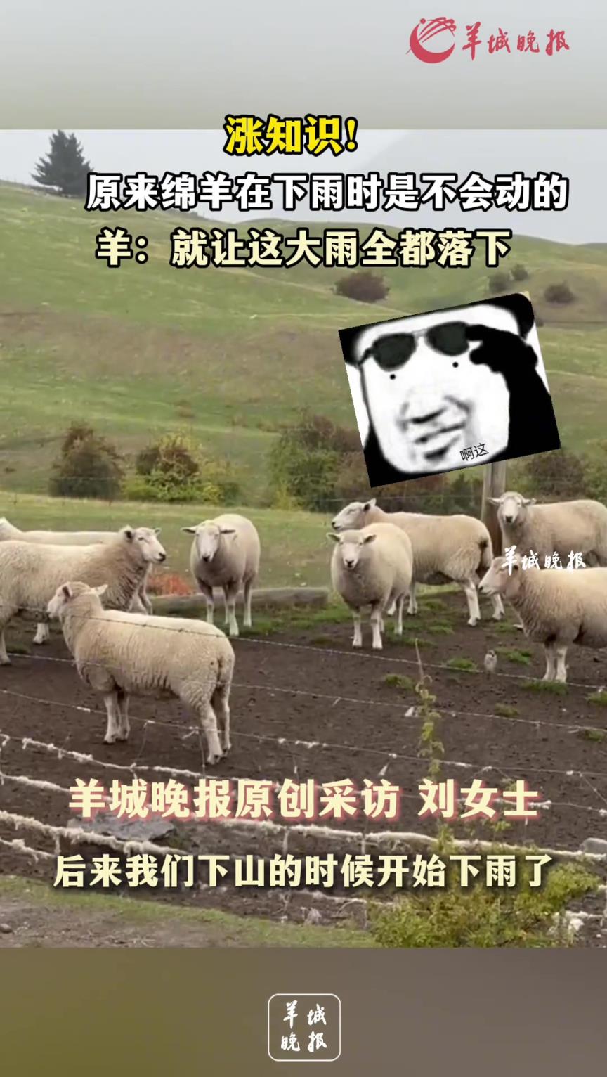涨知识！原来绵羊在下雨时是不会动的
