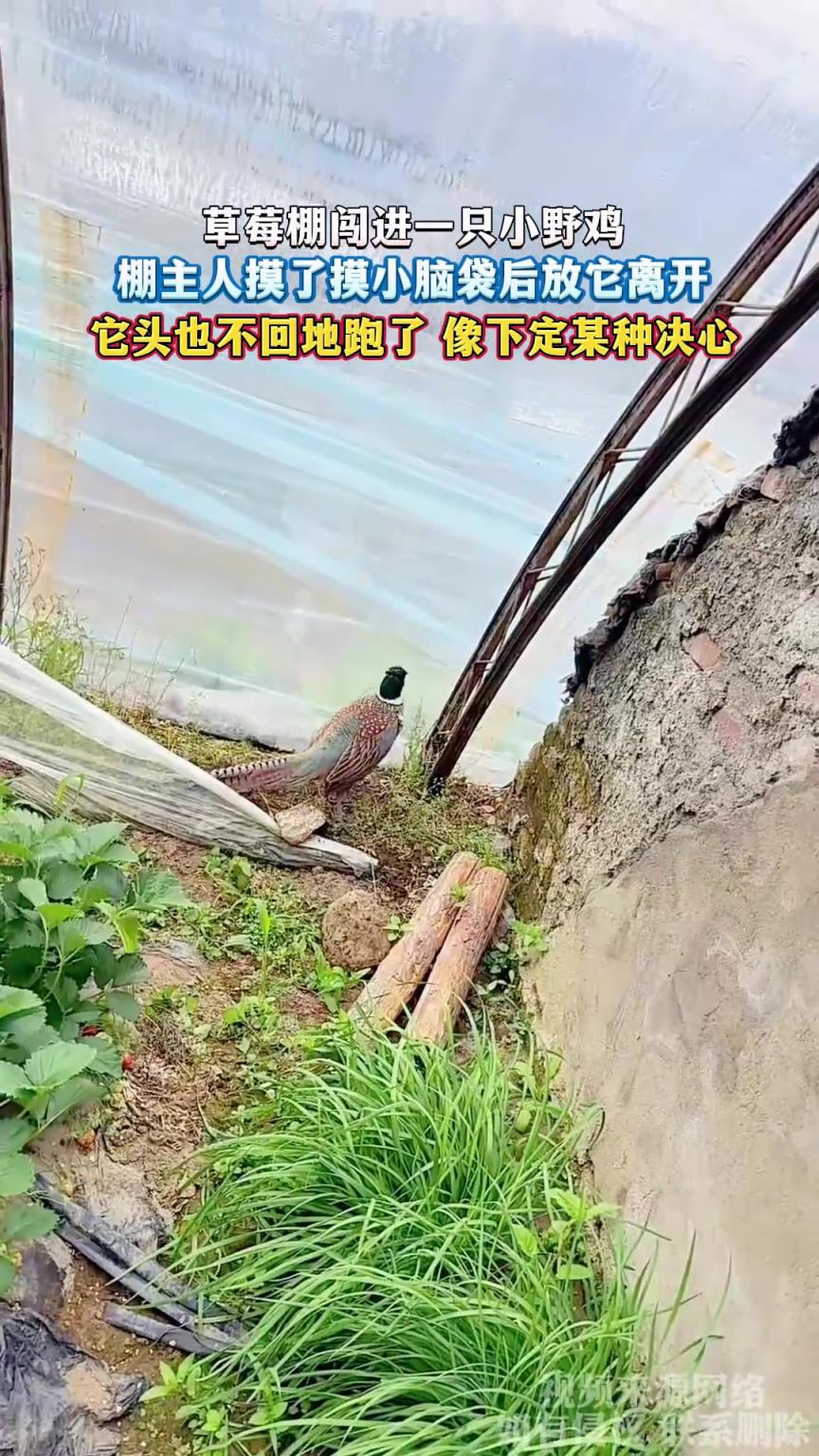 草莓棚闯进一只小野鸡，棚主人摸了摸小脑袋后放它离开