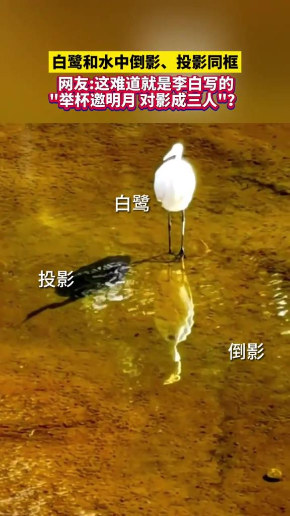 白鹭和水中倒影、投影同框，这难道就是李白说的：“对影成三人”