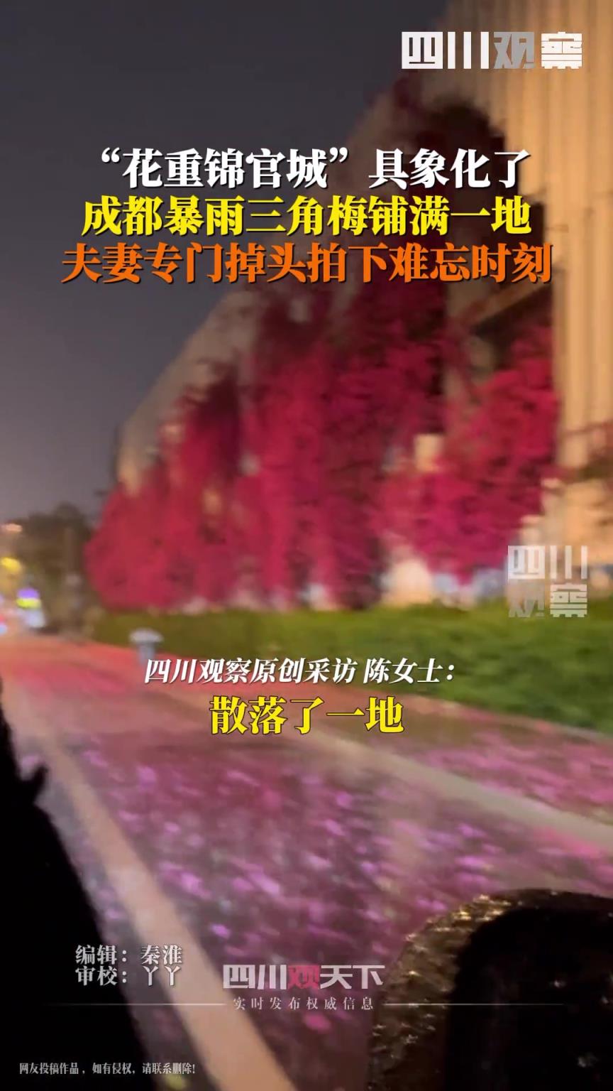 暴雨夜三角梅花瓣铺满路面 ，“花重锦官城”在这一刻具象化了！