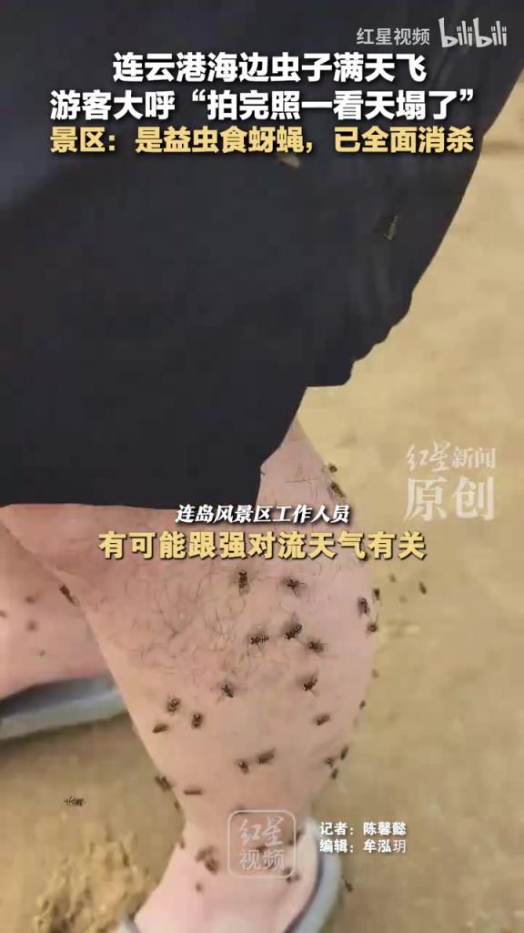 连云港海边虫子满天飞 游客大呼“拍完照一看天塌了”