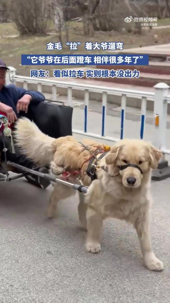 金毛 “拉” 大爷遛弯，爷爷蹬车相伴多年