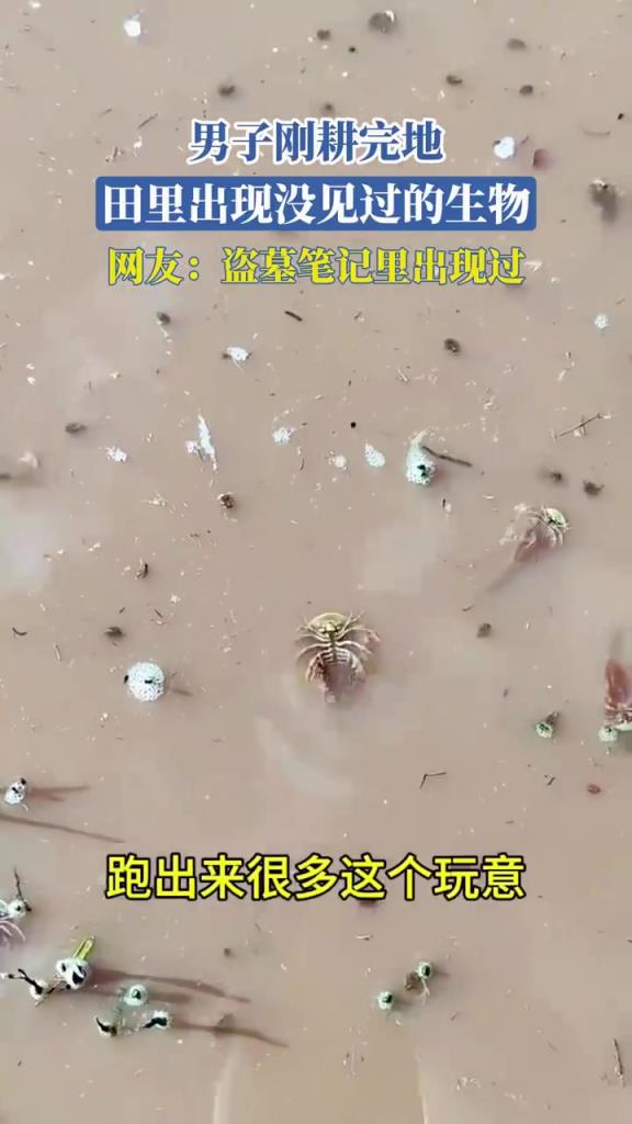 男子耕地后田里现不明生物，网友联想盗墓笔记