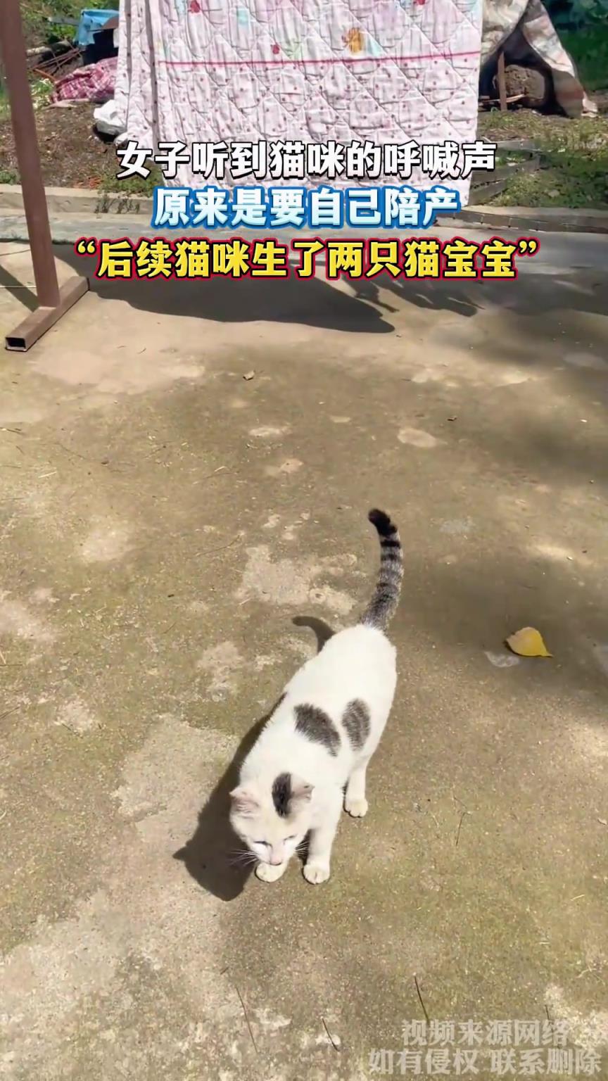 女子听到猫咪呼喊声，原来是要自己陪产，后续猫咪生了两只猫宝宝