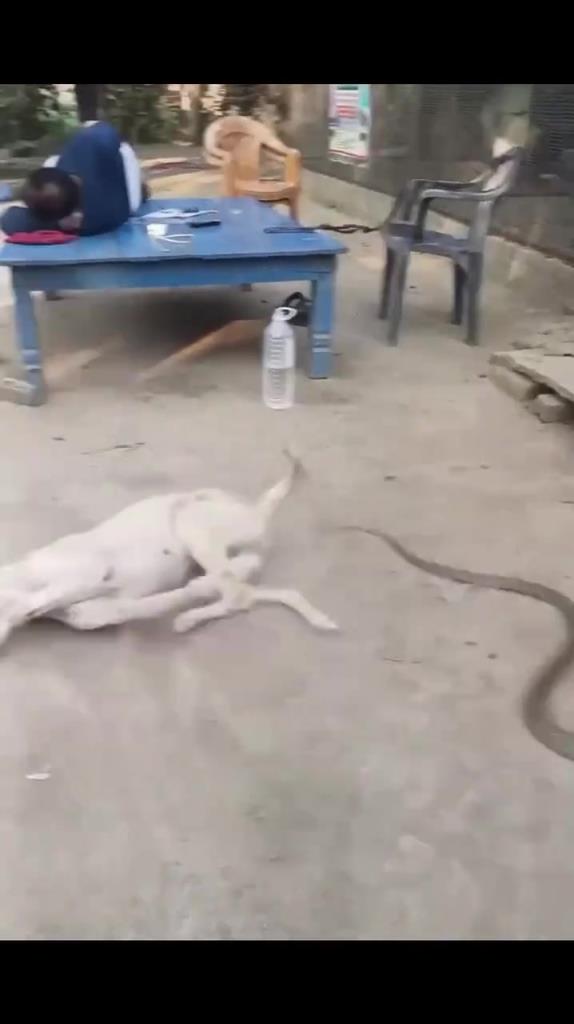 狗：死腿快动啊！
