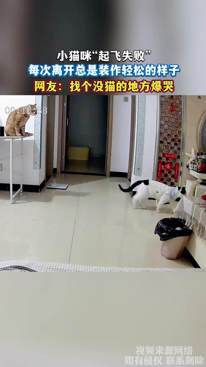 小猫咪“起飞失败”，每次离开总是装作轻松的样子