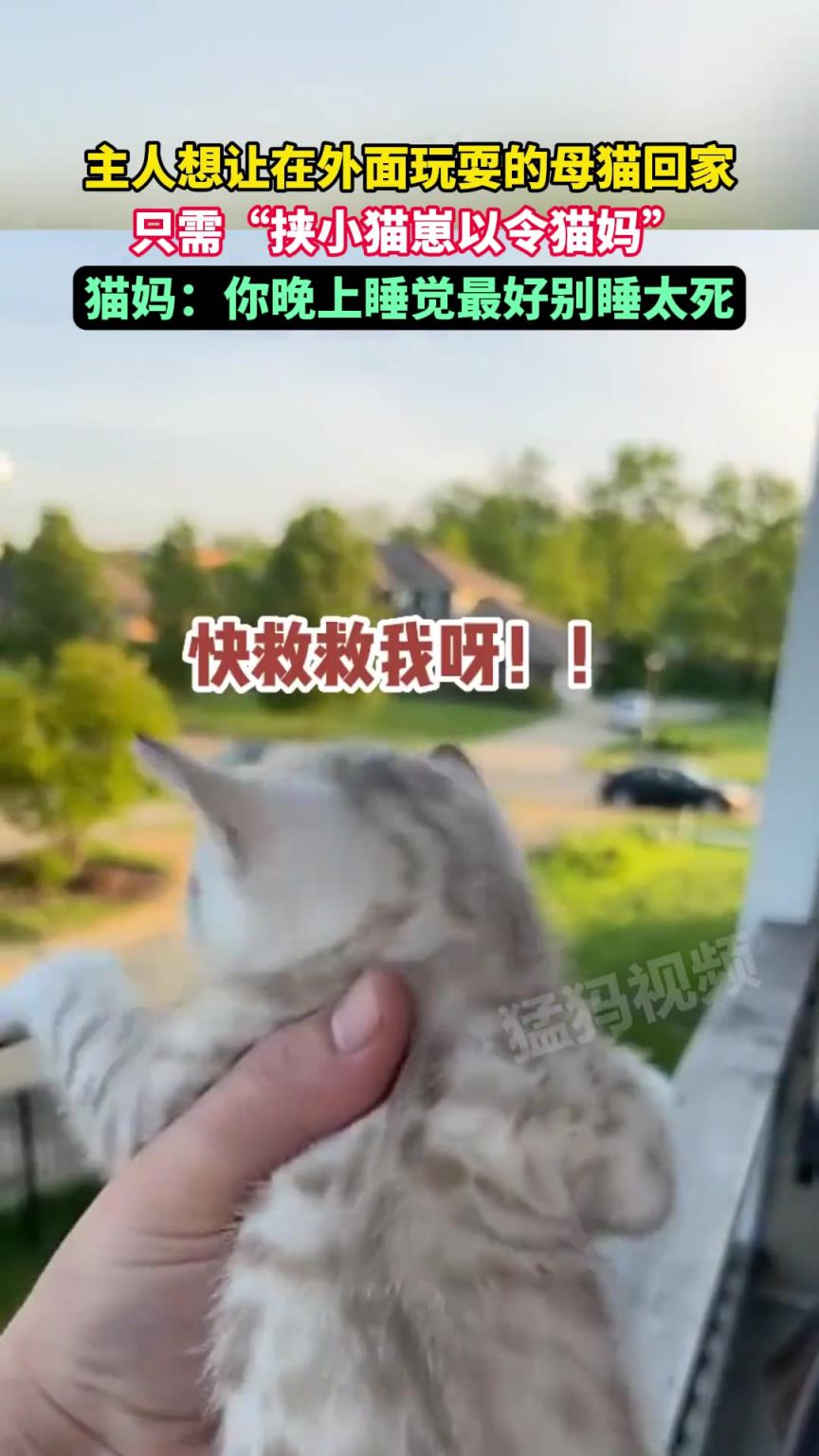 主人想让在外面玩耍的母猫回家，只需“挟小猫崽以令猫妈”